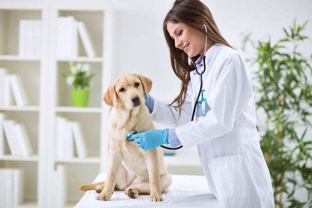 InterAktiv-Vet for Vet equipment, Veterinary products and clinic furniture, Veterinary Consulting tables, Veterinary Pulse Oximetry, Veterinary Ultrasound Machines, Syringe and Infusion pumps, Examination Lights, Stethoscopes, Needle holders, scissors