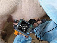 msu3 veterinary ultrasound, black & white veterinary ultrasound, animal pregnancy testing ultrasound, preproduction testing ultrasound, dog, cat, canine,, feline, swine, pig, cow, bovine, ovione, sheep, goat, alpaca, llama
